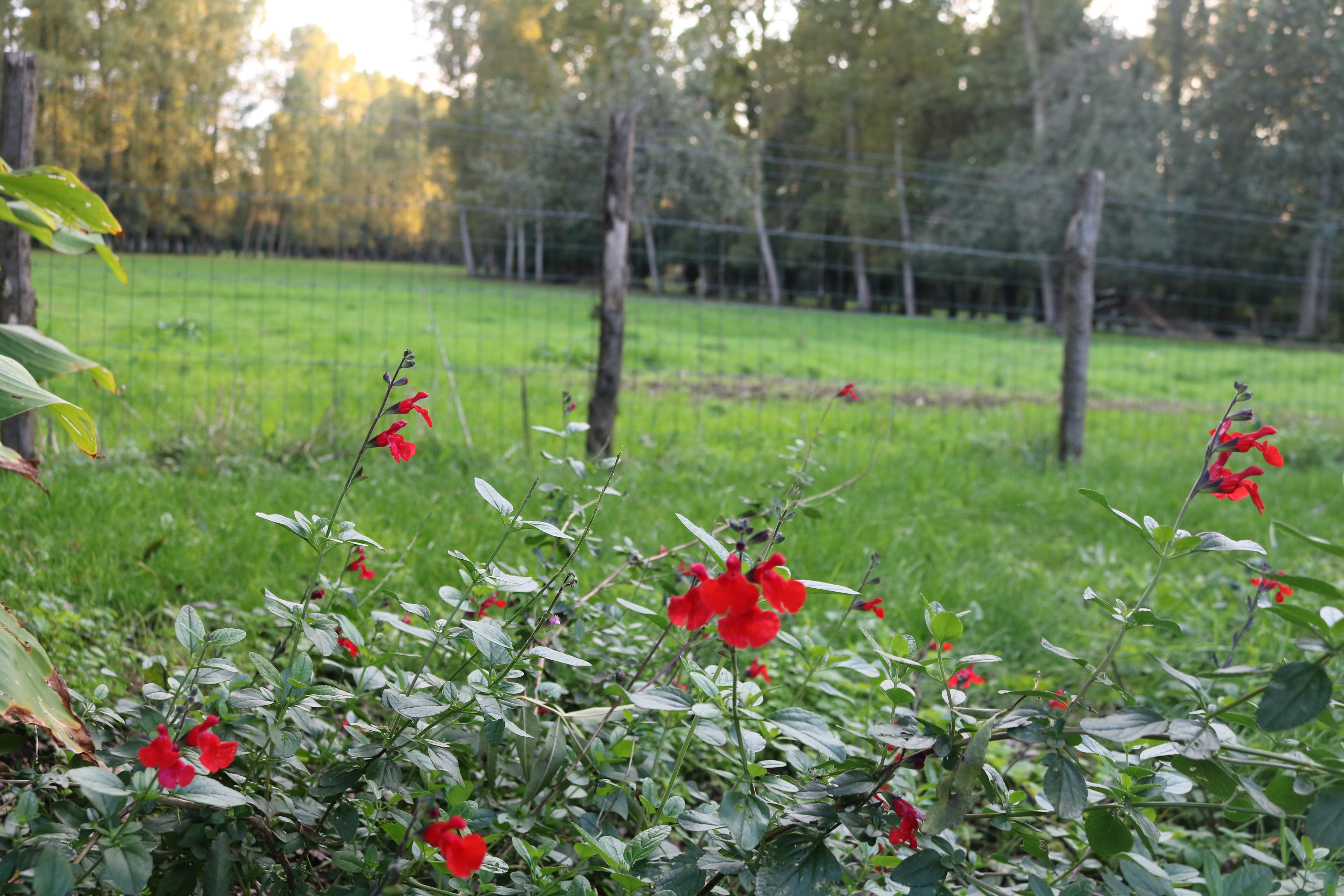 Maison Madame - meublé de tourisme (G 243), Coulon - photo 4