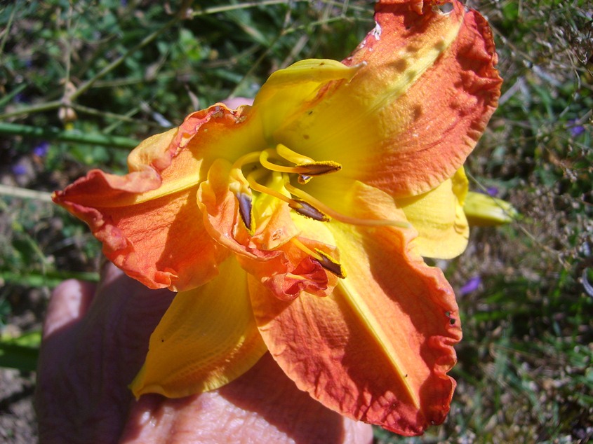 Rendez-vous aux jardins au Jardin de Mireille, Auriac-sur-Dropt - photo 4