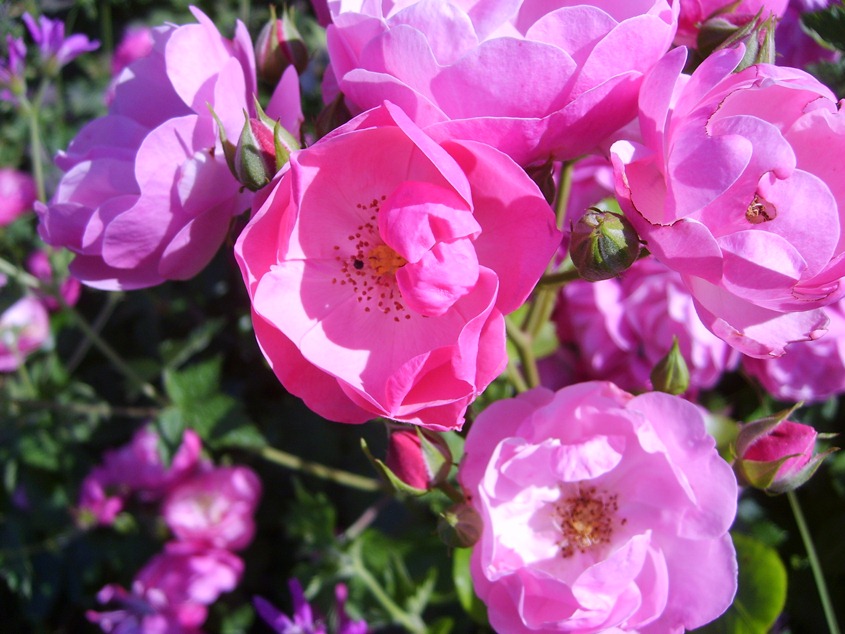 Le jardin de Mireille, Auriac-sur-Dropt - photo 5