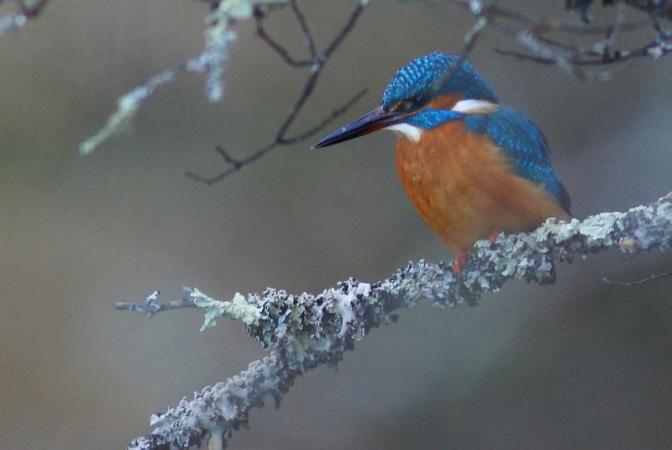 Marais des Brizards, Les Billaux - photo 8