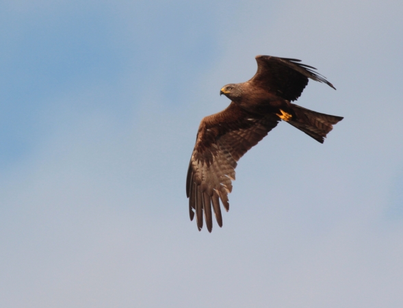 Vallée de la Dordogne - Cingle de Trémolat, Lalinde - photo 9