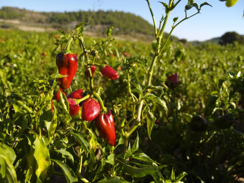 Savoir-faire au rendez-vous : Piments et moutardes du Périgord