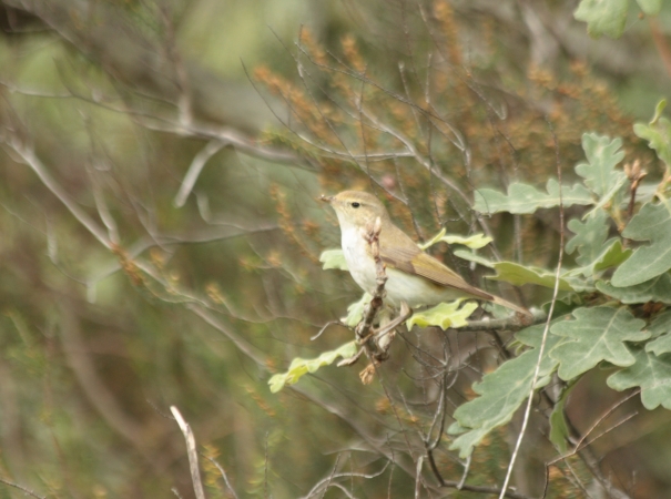 Forêt de Campagne, Campagne - photo 6