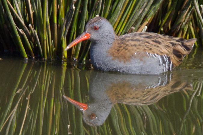 Terres d'Oiseaux, Braud-et-Saint-Louis - photo 5
