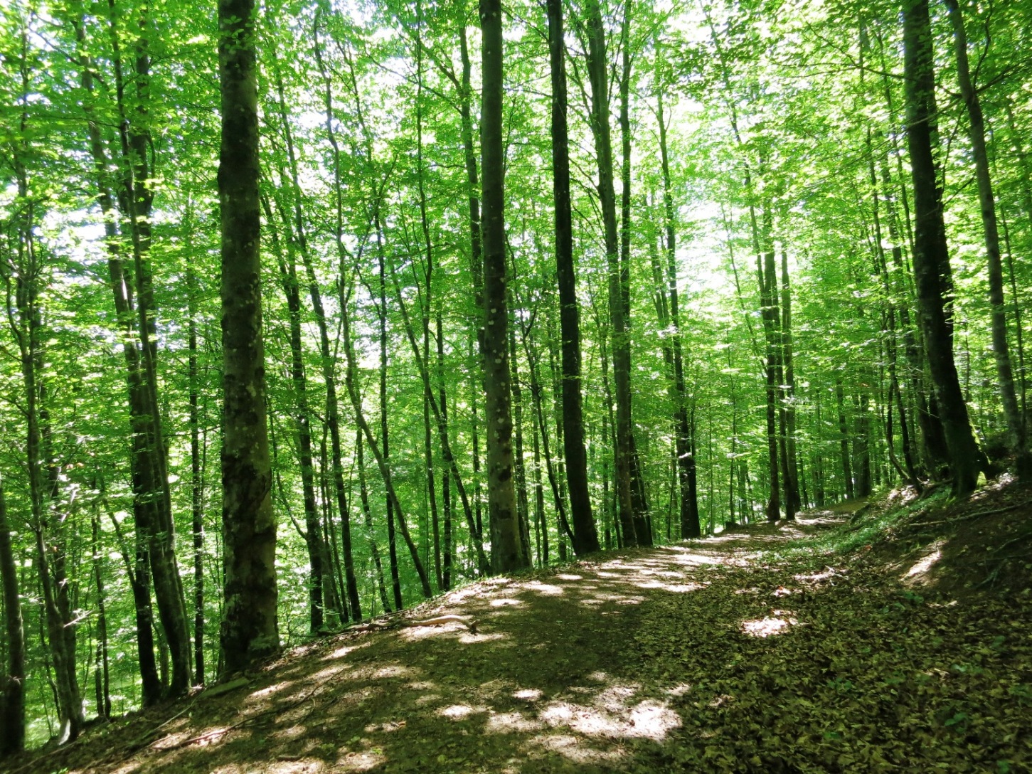 N°7 Barétous - Bois de Gouloume, Aramits - photo 14