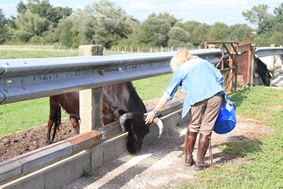 La ganaderia du Vert Galant, Souprosse - photo 5