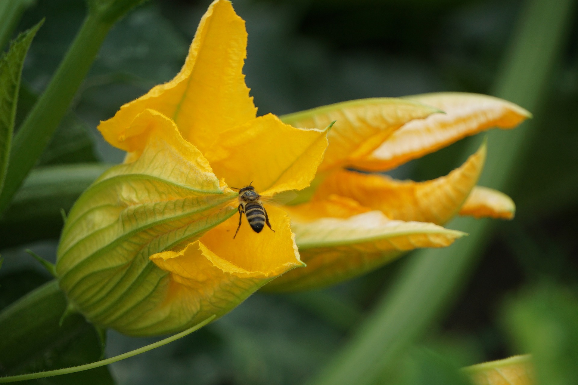 Visite des jardins de la ferme