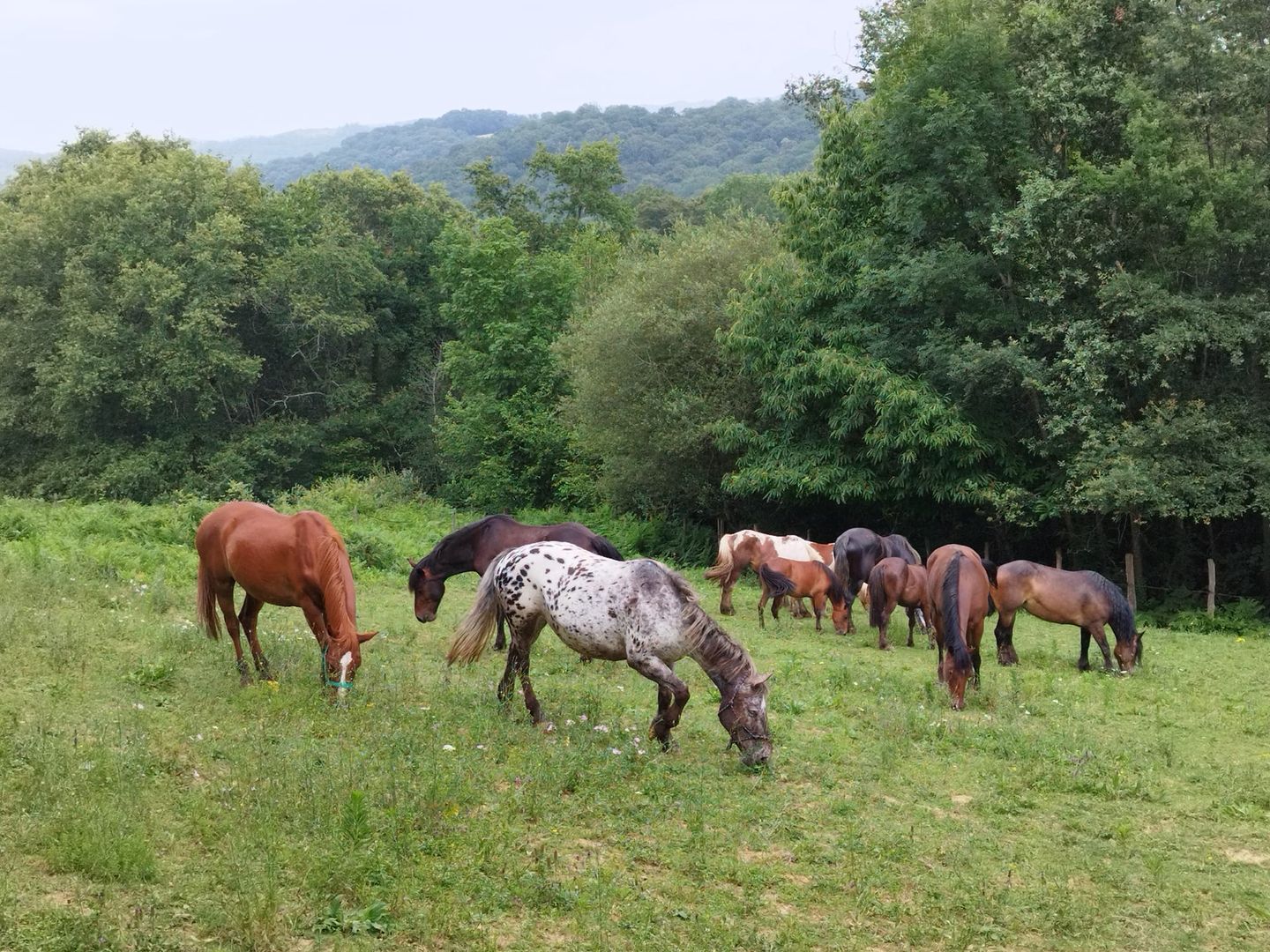 La Folie des Grandeurs à cheval