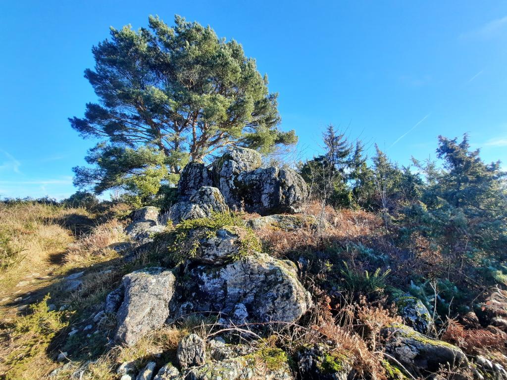 Landes serpentinicoles des Pierre du Mas, La Porcherie - photo 2