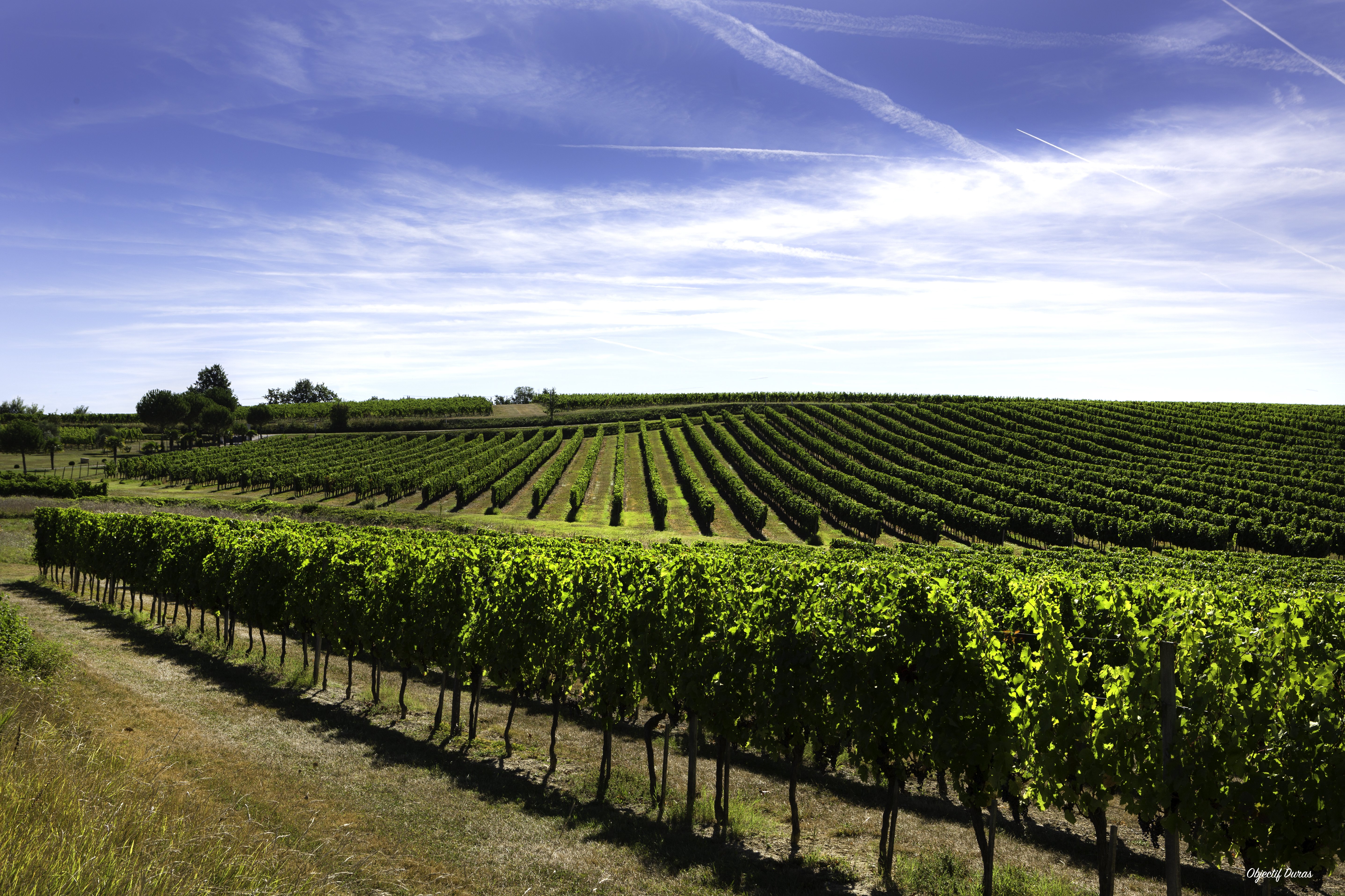 Domaine Les Bertins - photo 4