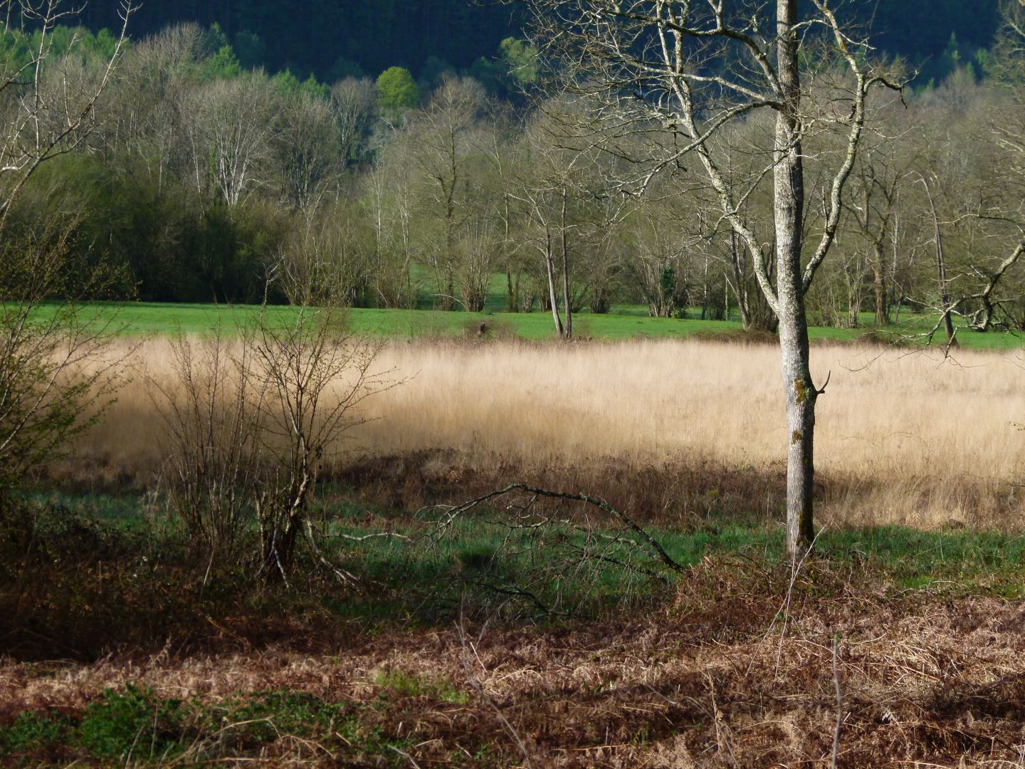 Les buis, Sainte-Colome - photo 2