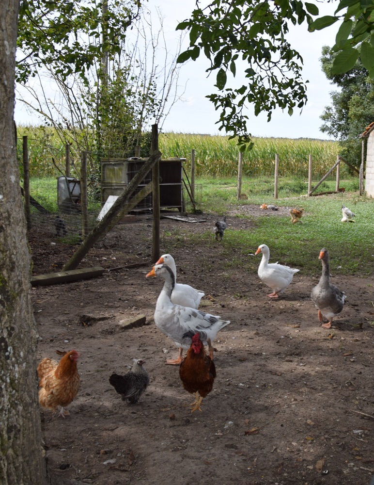 Les Chambres du Verdier, Saint-Astier - photo 12