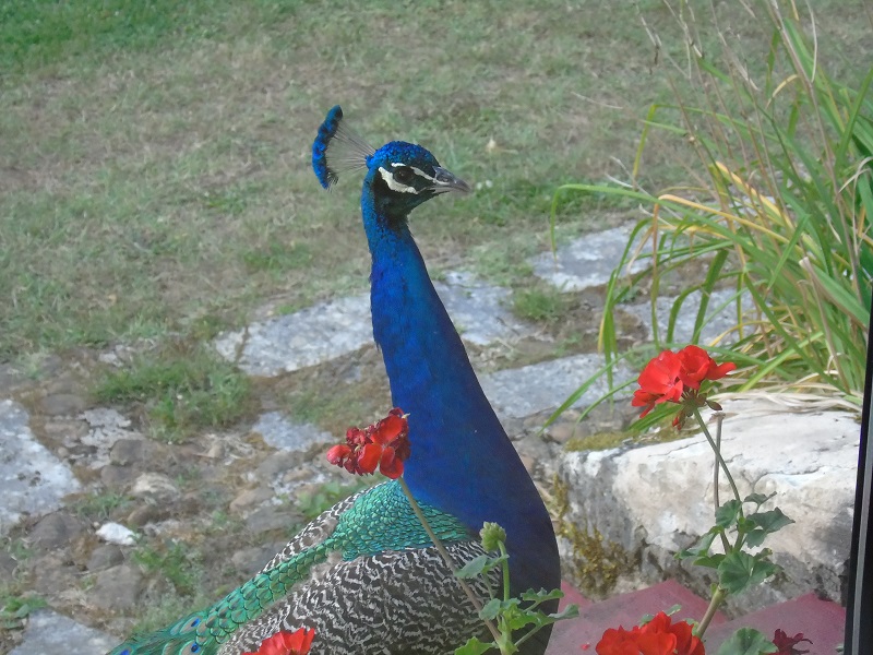 Les Jardins Tranquilles, Brantôme en Périgord - photo 11