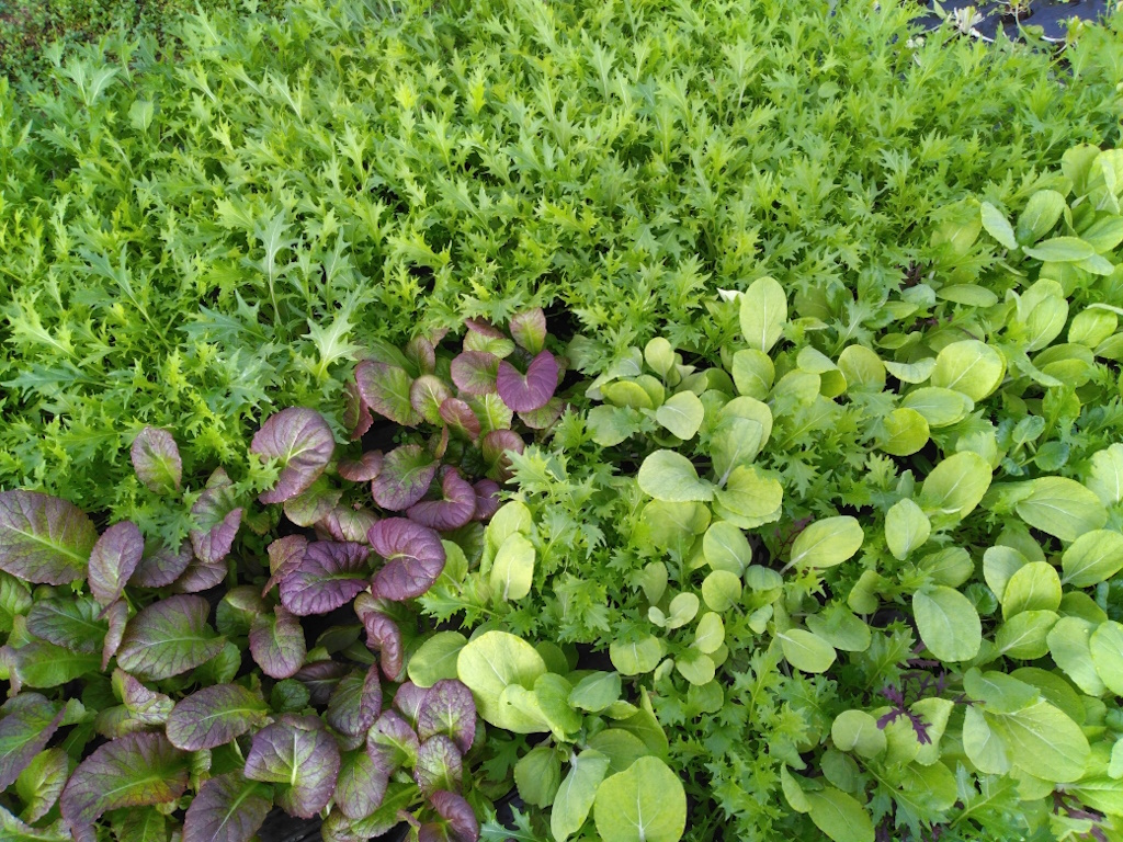 Les Jardins d’Hélène célèbrent leurs 10 ans !, Bersac-sur-Rivalier - photo 2