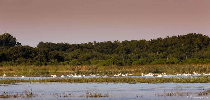 Les pinasses du Bassin — photo 3