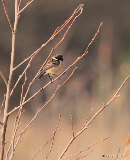 Les Etangs de la Jemaye, La Jemaye-Ponteyraud - photo 13
