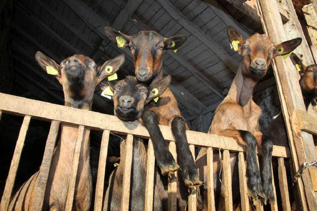 Les chèvres du Prince