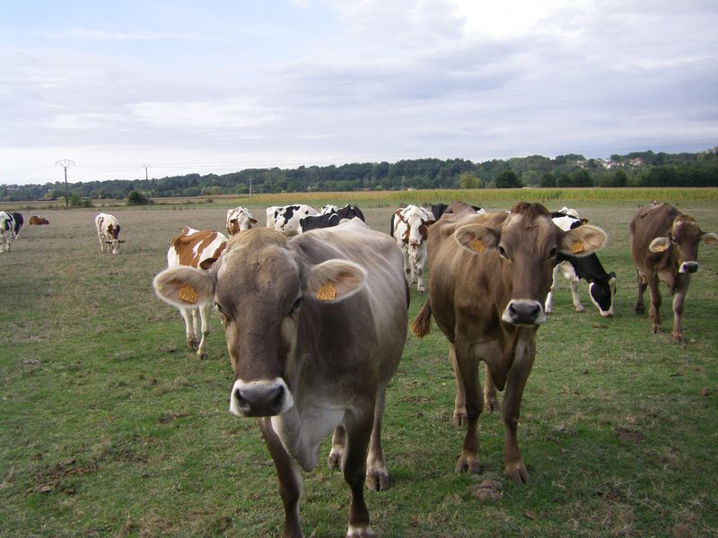Les glaces d'Eydi - photo 5