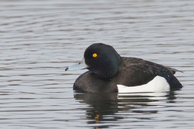 Lac du Brayssou - Pêche et randonnée pédestre., Tourliac - photo 8
