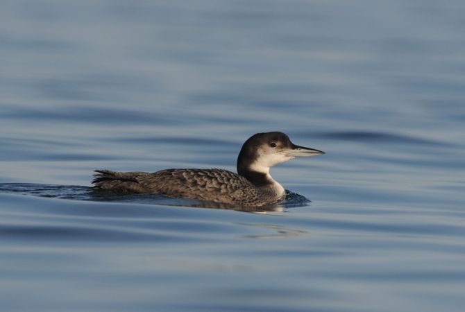 Lac du Brayssou - Pêche et randonnée pédestre., Tourliac - photo 4