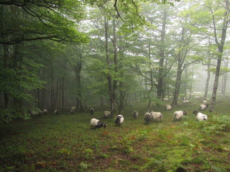 La Forêt d'Hayra