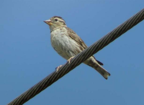 Plaines agricoles du Verteillacois, Gout-Rossignol - photo 9