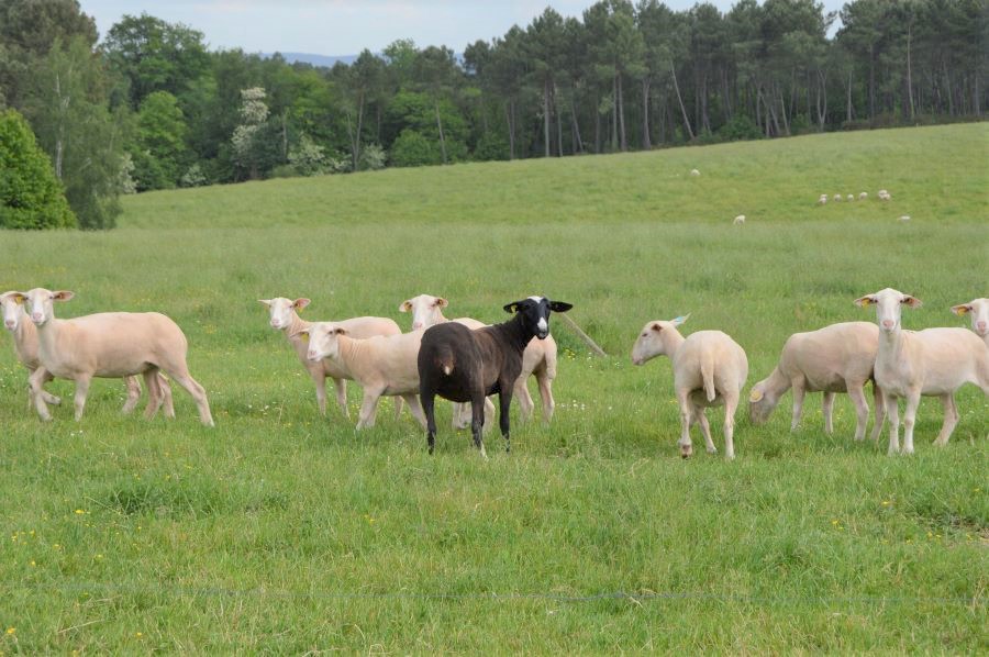 Domaine de Chantegros, Eyzerac - photo 6