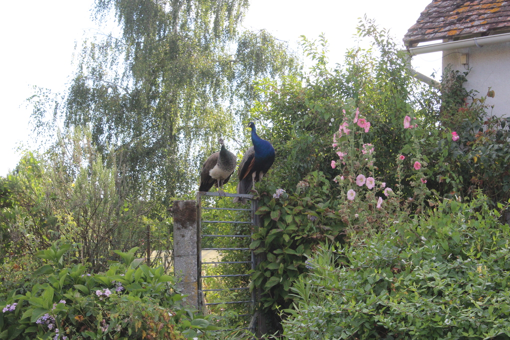 Gîte de campagne - Jean Paul Dubois, Mialet - photo 6