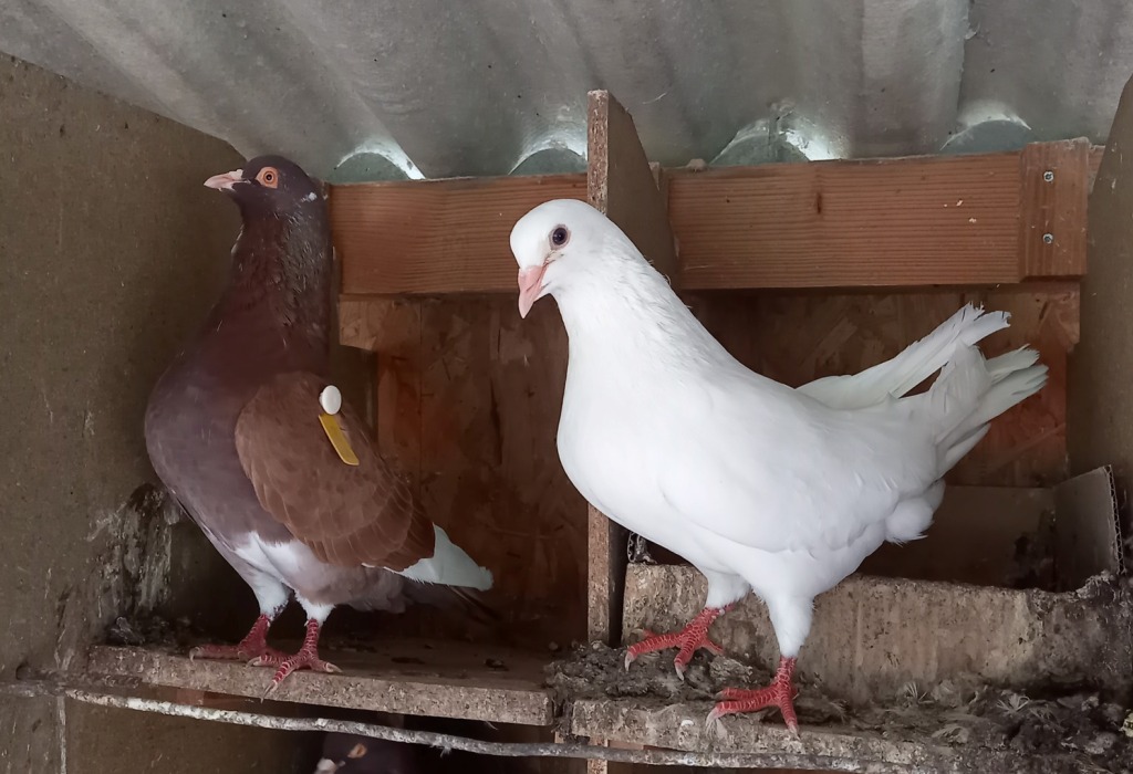 Les pigeonneaux du Moulin