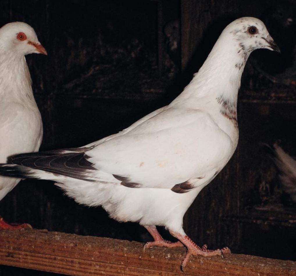 Les pigeonneaux du Moulin - photo 2