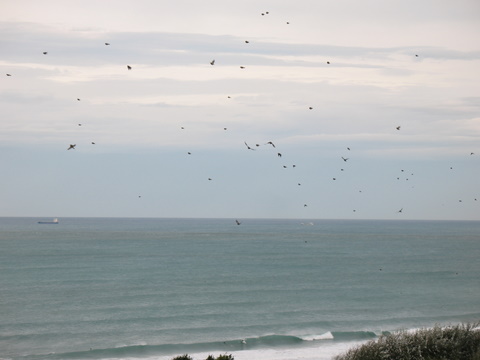 Réserve des dunes - Pointe du Cap Ferret, Lège-Cap-Ferret - photo 5
