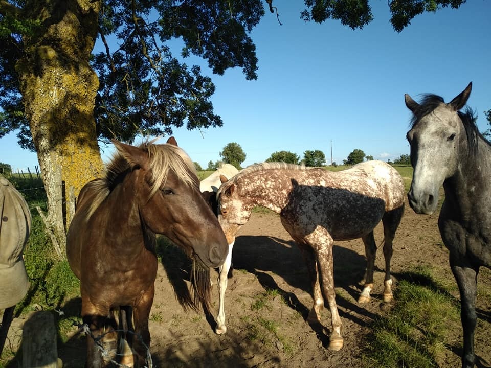 Les Poneys de Julie