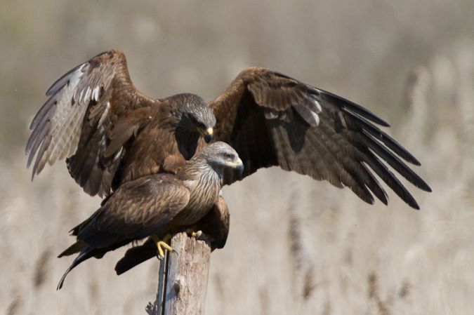 L'Ile Nouvelle, Blaye - photo 7