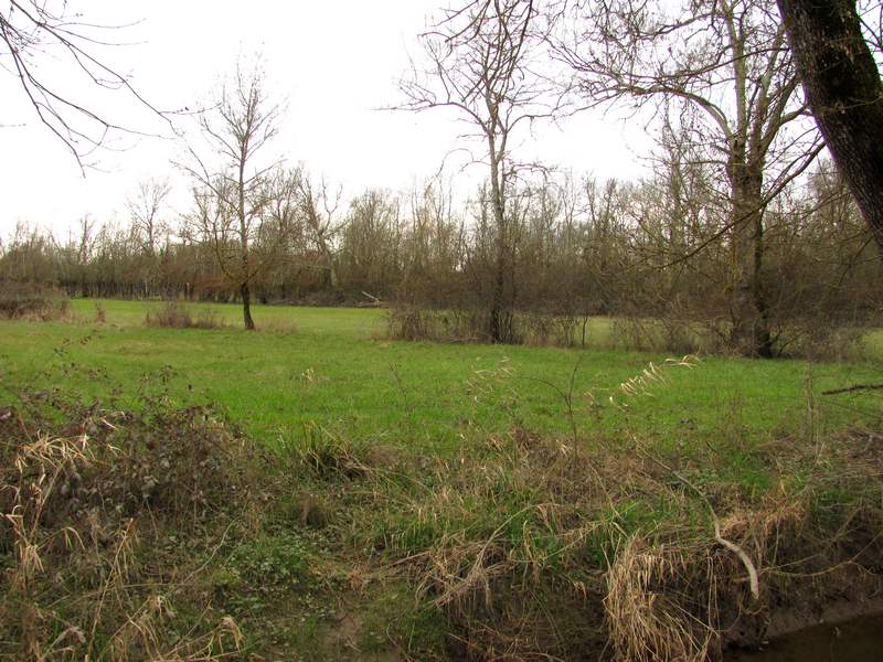 Marais des Brizards, Les Billaux - photo 7