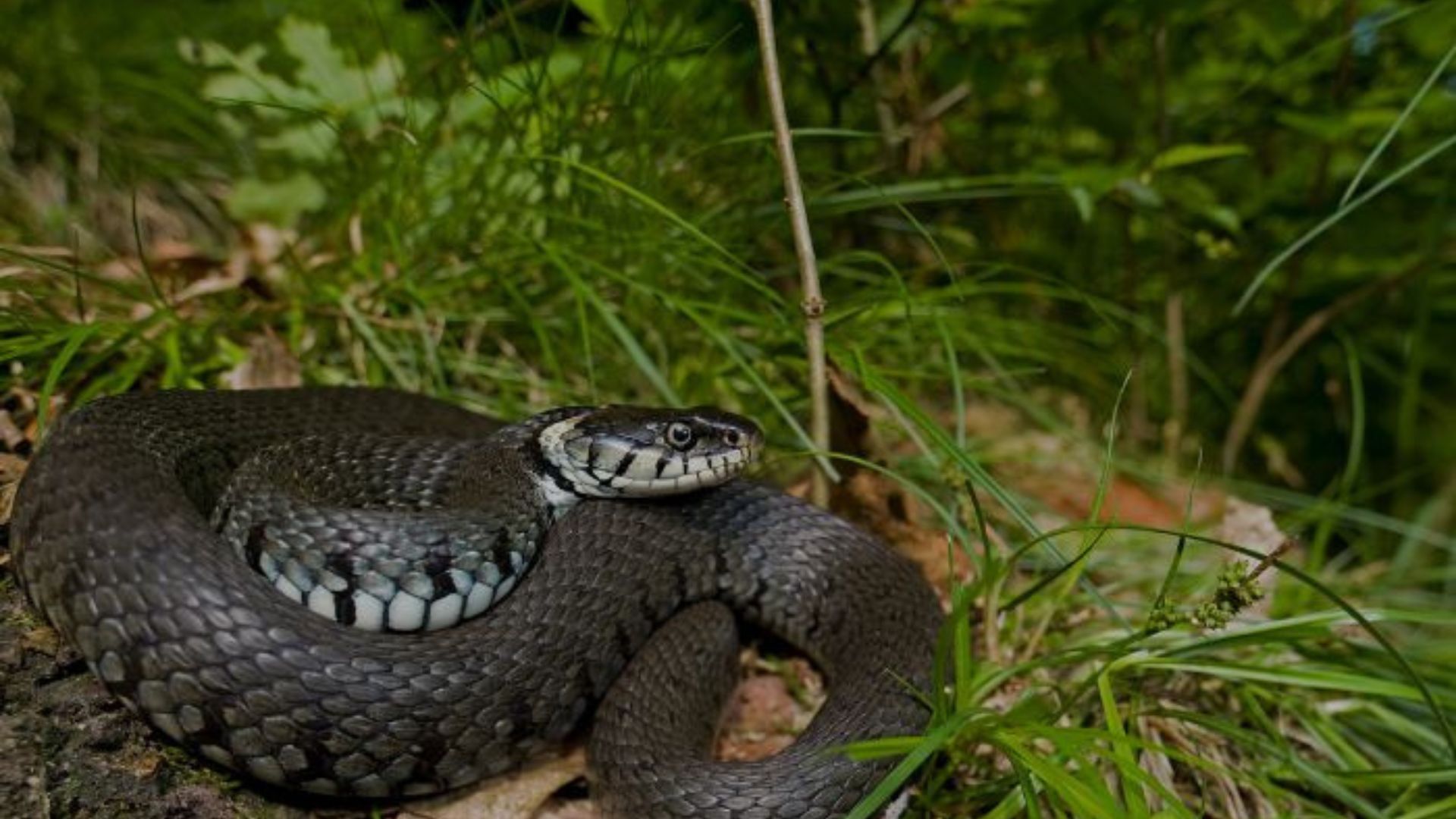 Les reptiles de la Saligue