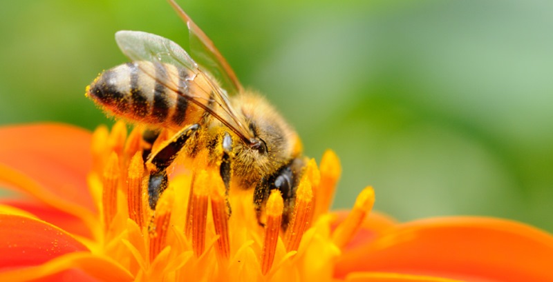 EARL Les Ruchers du Moulin à Vent - photo 3