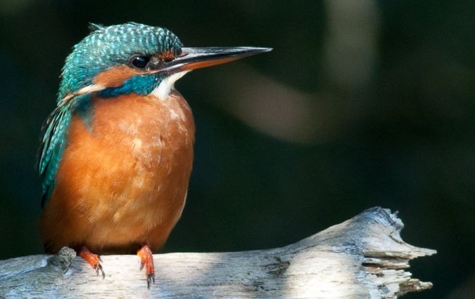L'Ile Nouvelle, Blaye - photo 11