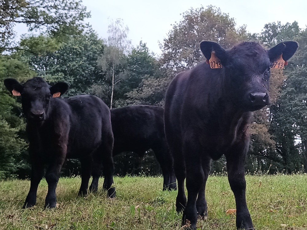 Les vergers d'antan - photo 3