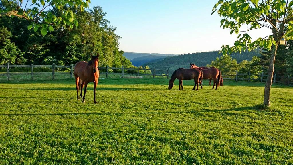 Les Ecuries d'Hautefage