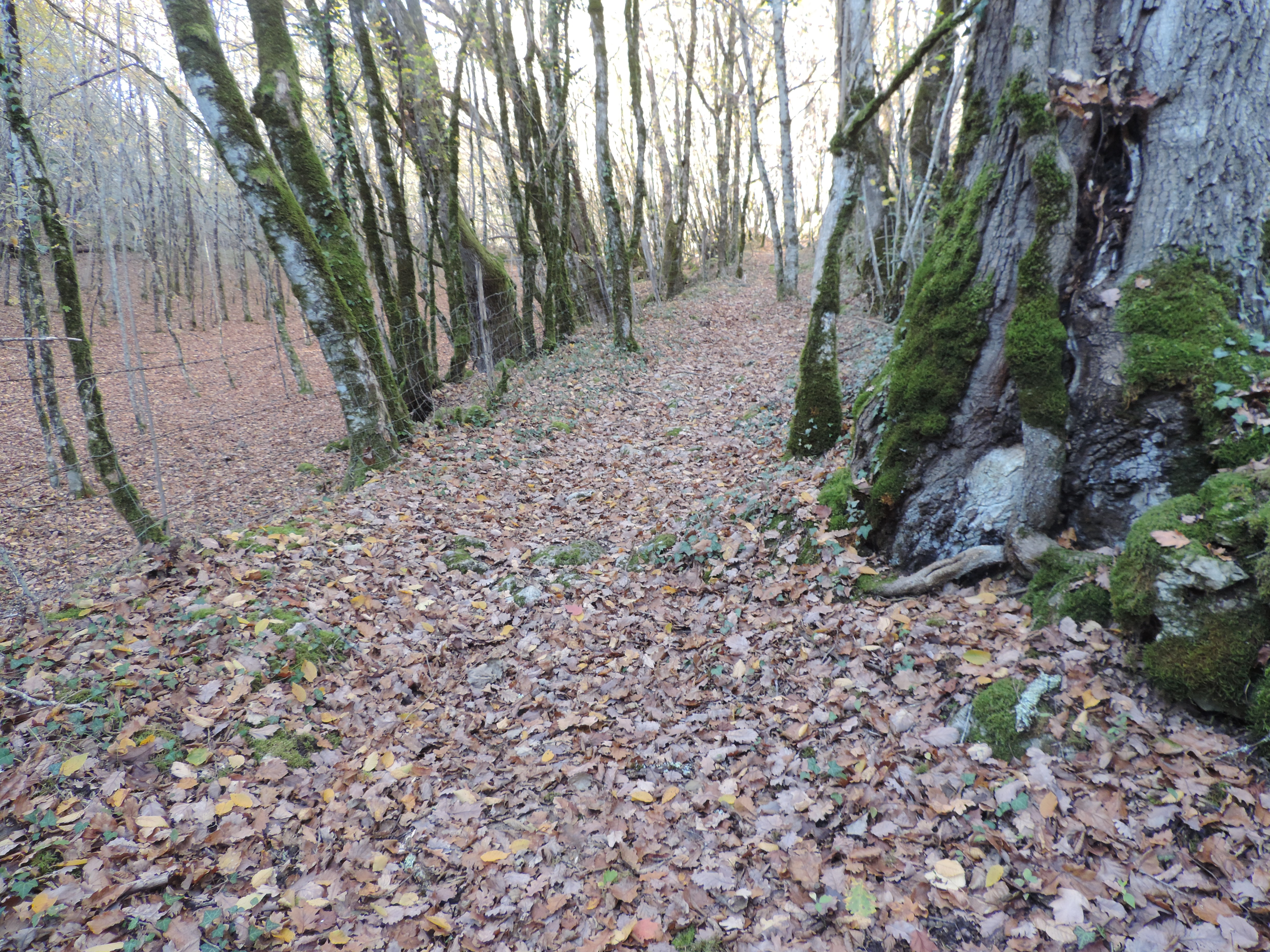 Chemin de la Queyrille, Queyssac-les-Vignes - photo 6