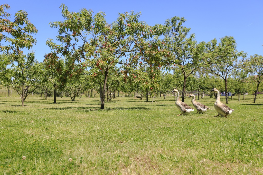 Gîte La Ferme du Claous, Orx - photo 27