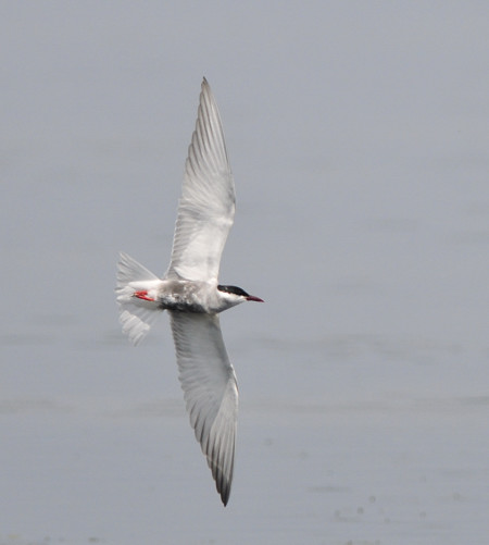 Lac du Brayssou - Pêche et randonnée pédestre., Tourliac - photo 5
