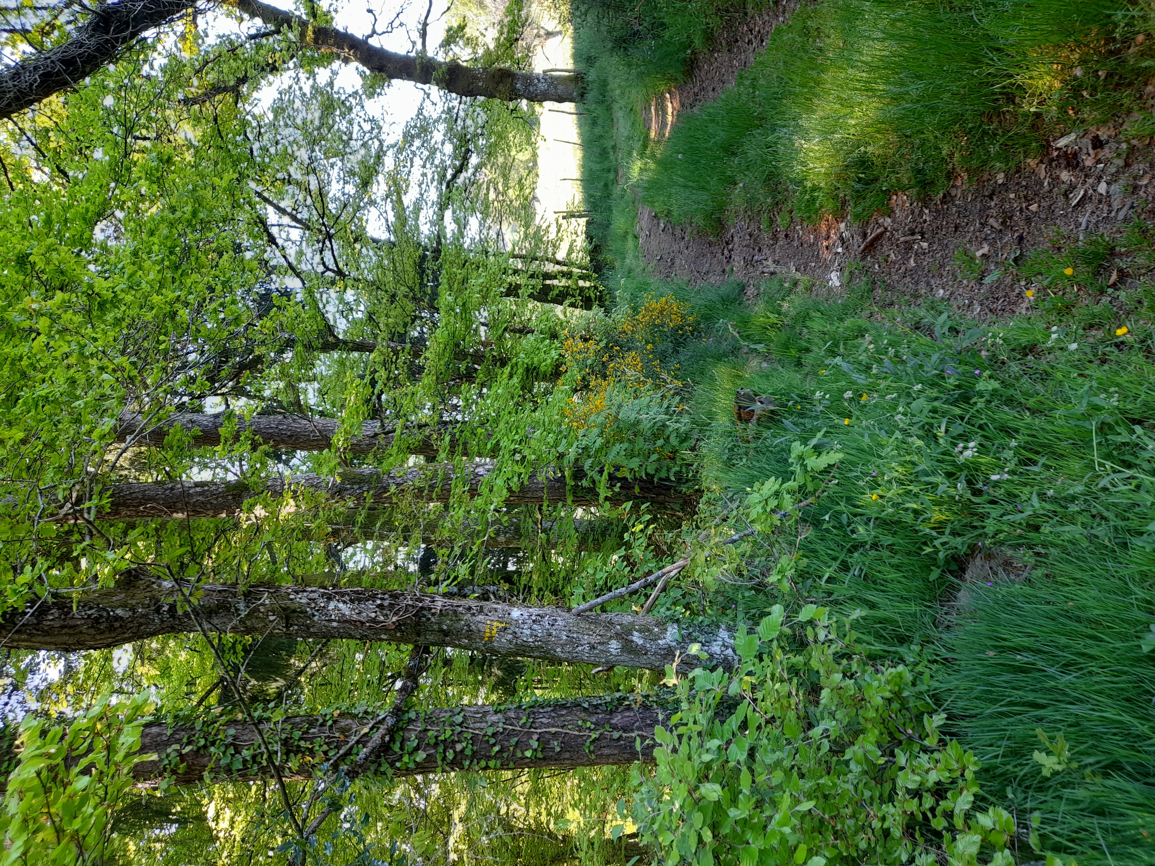 Lou Roual De Las Fadas