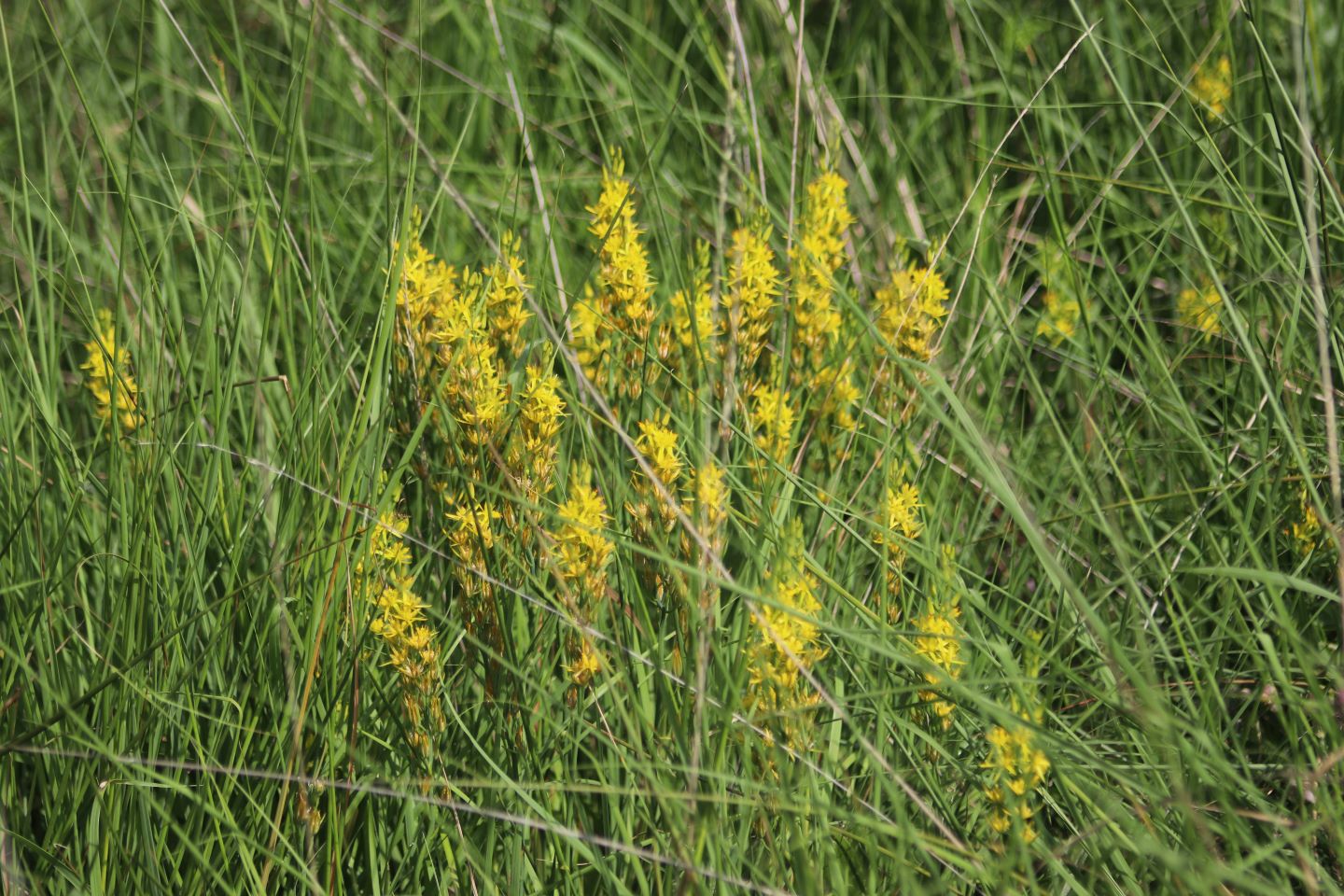 Landes humides du bois de la Seube, Mazerolles - photo 3