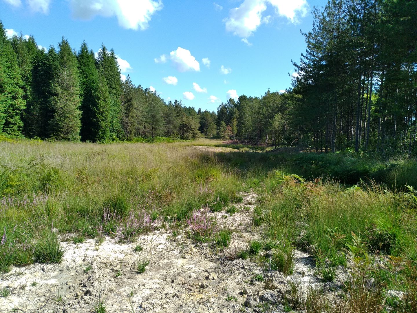 Landes humides du bois de la Seube, Mazerolles - photo 2