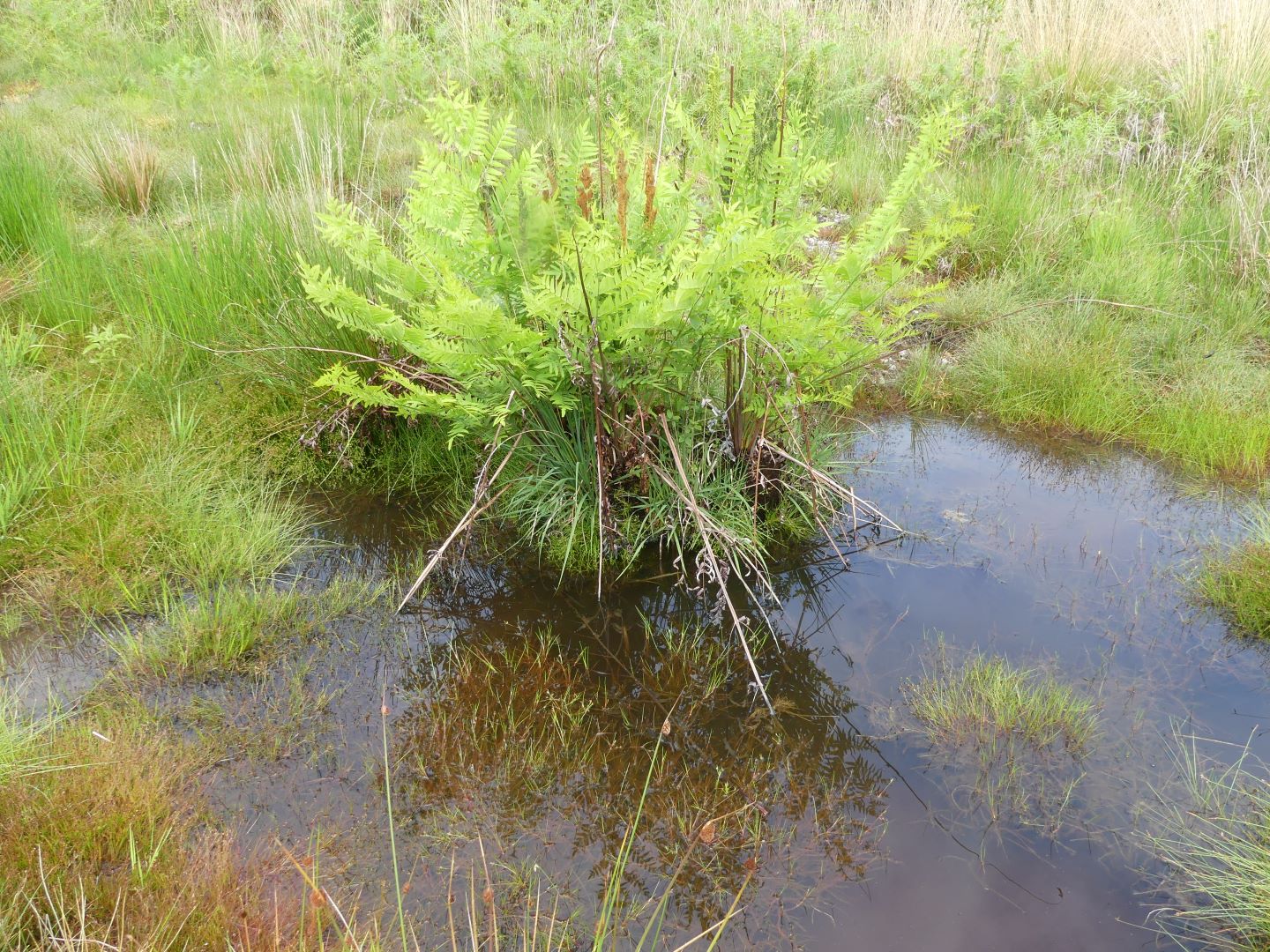 Landes humides du bois de la Seube, Mazerolles