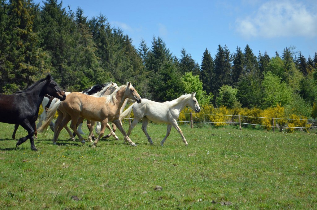 Ranch made in the USA