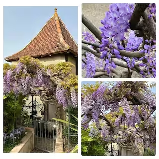 Maison Lapeyre, Miramont-Sensacq - photo 6