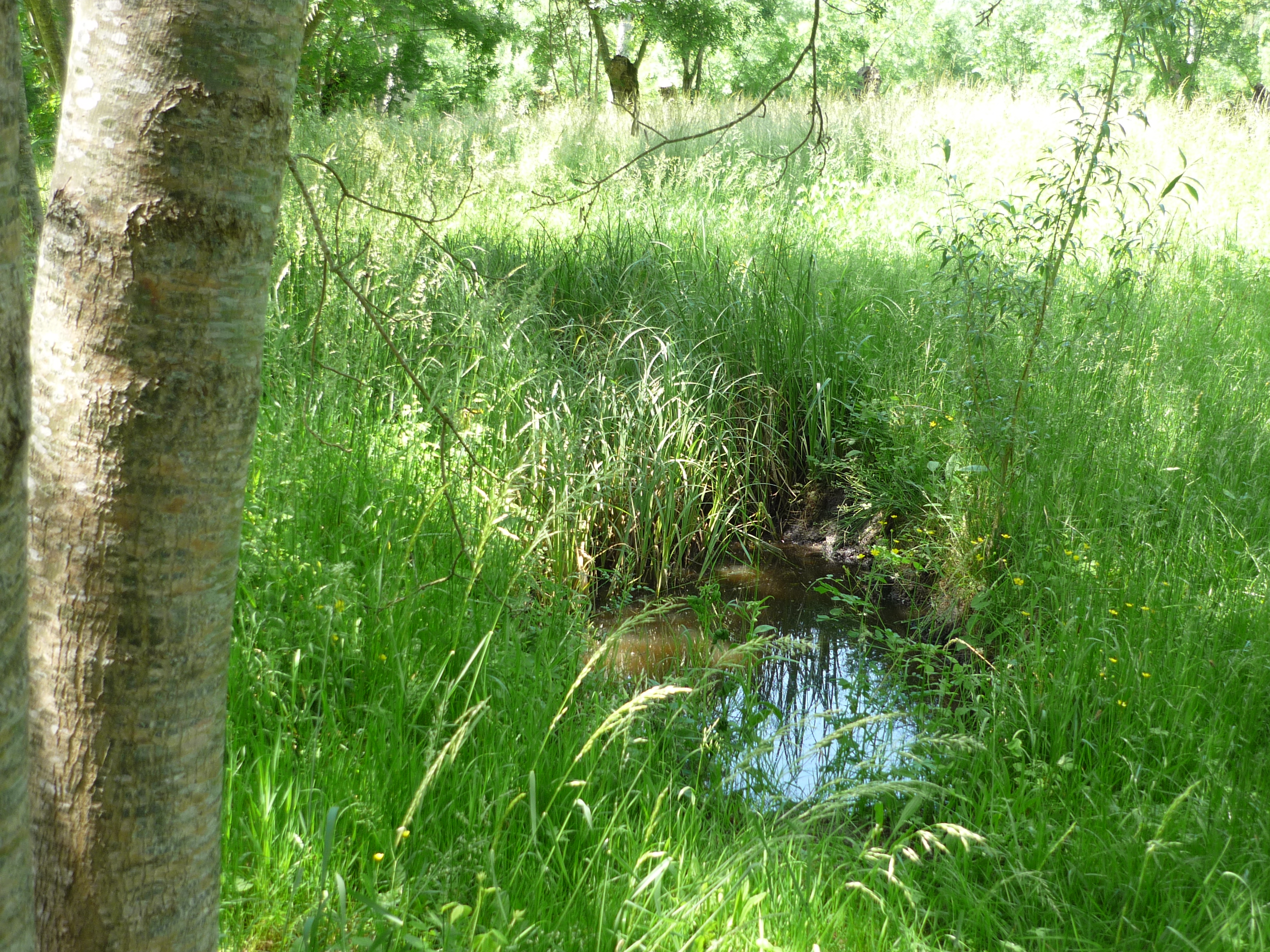 Marais de Saint-Georges-de-Rex et d’Amuré, Saint-Georges-de-Rex - photo 3