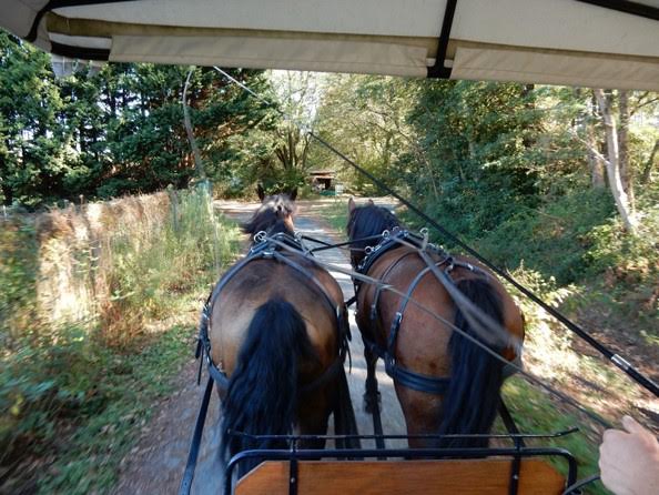 Ma Calèche - photo 2